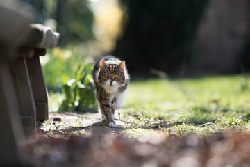 front view of a tabby white british shorthair cat walking towards camera in the back yard