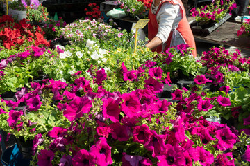 Pink petunia flower for sale on street market. Sign with spanish text "Petunia I´m hanging"