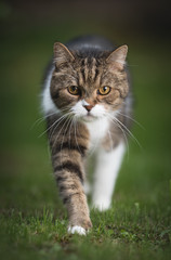 Obraz premium front view of a tabby white british shorthair cat walking on the lawn looking down