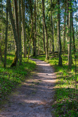 green moss on forestbed in mixed tree forest with tree trunks and green grass