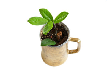 Growing plants at home. Use a beer mug instead of a flower pot.