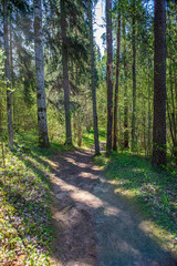green moss on forestbed in mixed tree forest with tree trunks and green grass