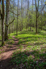 Obraz premium green moss on forestbed in mixed tree forest with tree trunks and green grass
