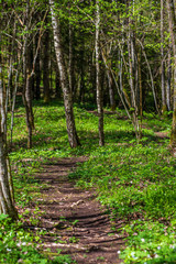 green moss on forestbed in mixed tree forest with tree trunks and green grass