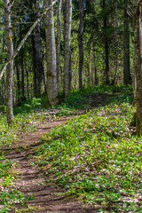 green moss on forestbed in mixed tree forest with tree trunks and green grass