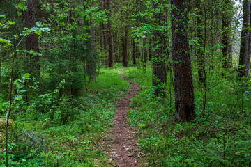 green moss on forestbed in mixed tree forest with tree trunks and green grass