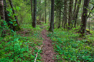 green moss on forestbed in mixed tree forest with tree trunks and green grass