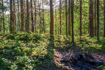 green moss on forestbed in mixed tree forest with tree trunks and green grass