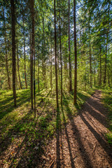 green moss on forestbed in mixed tree forest with tree trunks and green grass