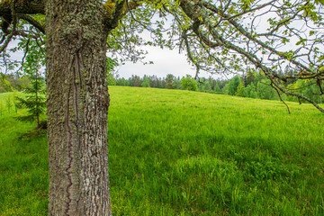 green moss on forestbed in mixed tree forest with tree trunks and green grass