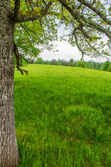Obraz premium green moss on forestbed in mixed tree forest with tree trunks and green grass