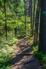 green moss on forestbed in mixed tree forest with tree trunks and green grass
