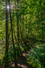 green moss on forestbed in mixed tree forest with tree trunks and green grass