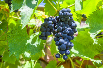 grapes growing for wine production