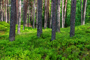 Fototapeta premium green moss on forestbed in mixed tree forest with tree trunks and green grass