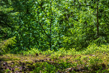 Fototapeta premium green moss on forestbed in mixed tree forest with tree trunks and green grass