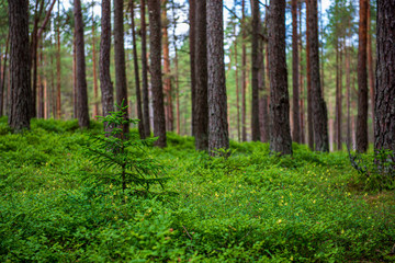 green moss on forestbed in mixed tree forest with tree trunks and green grass