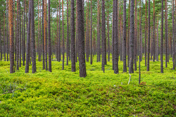 Fototapeta na wymiar green moss on forestbed in mixed tree forest with tree trunks and green grass