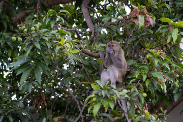 monket find something to eat on the tree