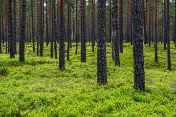 green moss on forestbed in mixed tree forest with tree trunks and green grass © Martins Vanags