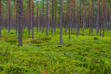 green moss on forestbed in mixed tree forest with tree trunks and green grass