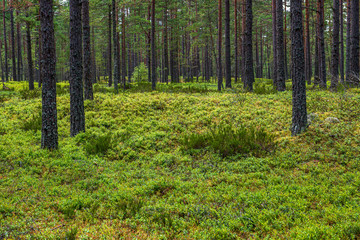 green moss on forestbed in mixed tree forest with tree trunks and green grass