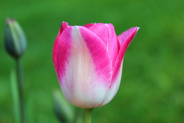 Tulpe in rosa weiss vor grünem Hintergrund