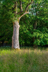 Fototapeta premium green moss on forestbed in mixed tree forest with tree trunks and green grass