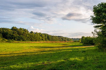 green moss on forestbed in mixed tree forest with tree trunks and green grass