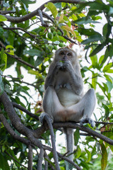monket find something to eat on the tree