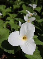 Close-up of white Trillium plant the official flower of Ohio and Ontario with blurred blooms behind