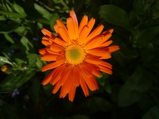 Marigold