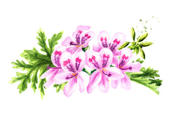 Pelargonium graveolens or Pelargonium x asperum, geranium flower with leaves. Watercolor hand drawn illustration  isolated on white background - obrazy, fototapety, plakaty