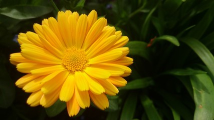 Obraz premium Marigold