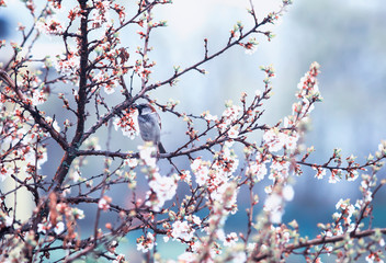 little bird Sparrow sitting on the branches of cherry blossoms in the may garden in the warm rain