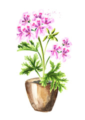 Pelargonium graveolens or Pelargonium x asperum, geranium plant in the flower pot. Watercolor hand drawn illustration, isolated on white background