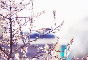 natural background with small bird Sparrow sitting on the branches of the cherry blossoms in the may garden in a quiet lilac morning