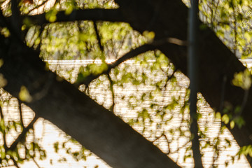 sunset behind trees with lens blur effect