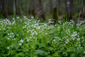 small white flowers in green meadow in summer