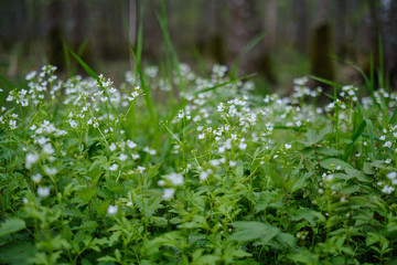 small white flowers in green meadow in summer