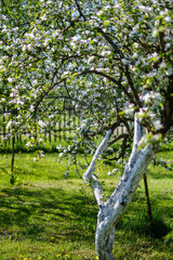 blooming apple tree in country garden in summer