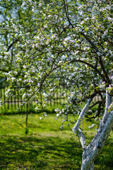 blooming apple tree in country garden in summer