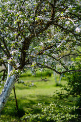 Fototapeta na wymiar blooming apple tree in country garden in summer
