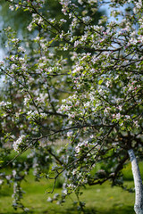 blooming apple tree in country garden in summer