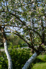 blooming apple tree in country garden in summer