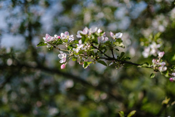 blooming apple tree in country garden in summer