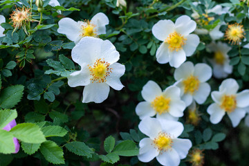White flowers rose hips on a wild rose Bush, bloom, spring time