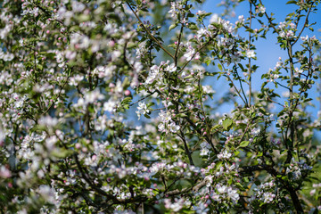 blooming apple tree in country garden in summer. close up details with blue sky