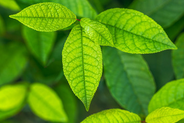 Fototapeta na wymiar Closeup nature background view of green leafs