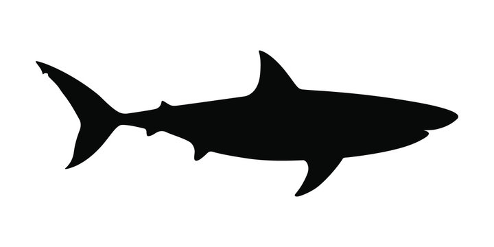 Icon shark. Black silhouette shark isolated on white background. Sign shark. Sea predator symbol. Vector illustration